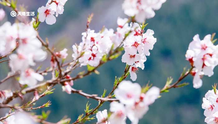 《语文三年级下册部编版同步进建》电视剧