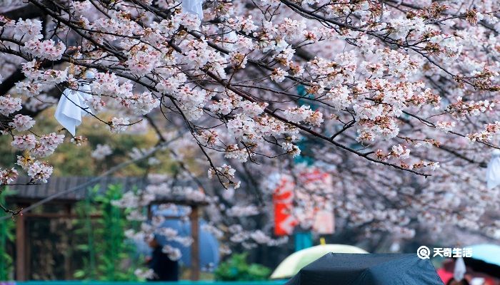 秦皇岛春季赏花去哪里