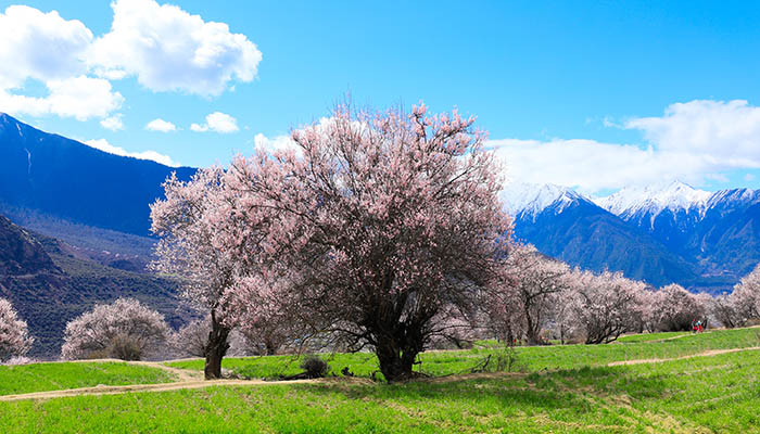 林芝旅游攻略 西藏林芝自由行怎么玩