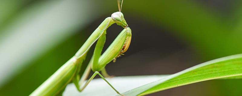 昆虫记被誉为什么 昆虫记被誉为什么作者是谁