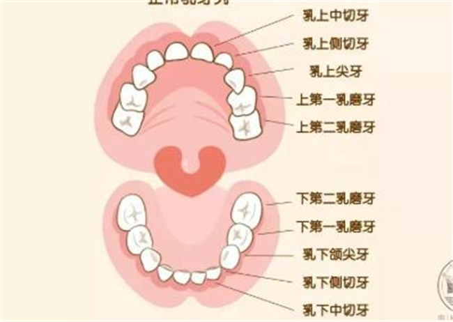 换乳牙的顺序和乳牙长出来的顺序一样吗