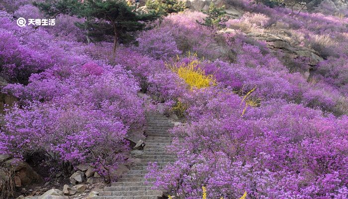 咸宁市春季赏花去哪里