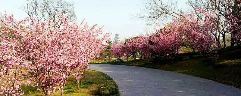 ​清明节去哪里旅游好 清明节旅游好去处