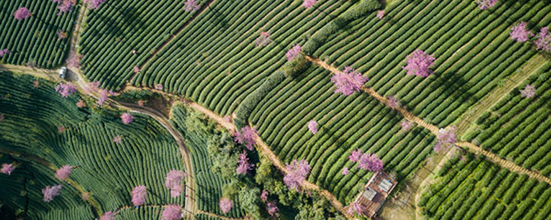 ​无量山樱花什么时候开 无量山樱花几月开花