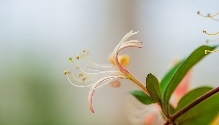 金银花怎么修剪 金银花的修剪方法