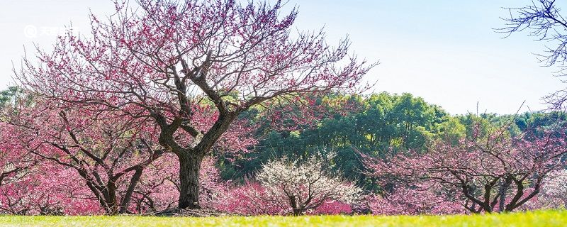 ​徐州市春季赏花去哪里 推荐徐州市春季赏花好去处