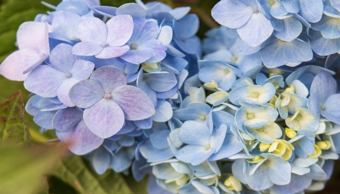 绣球花花语 绣球花花语是什么