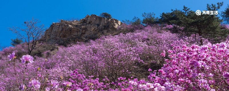 ​鸡西市春季赏花去哪里 推荐鸡西市春季赏花好去处