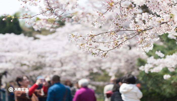 遵义市春季赏花去哪里