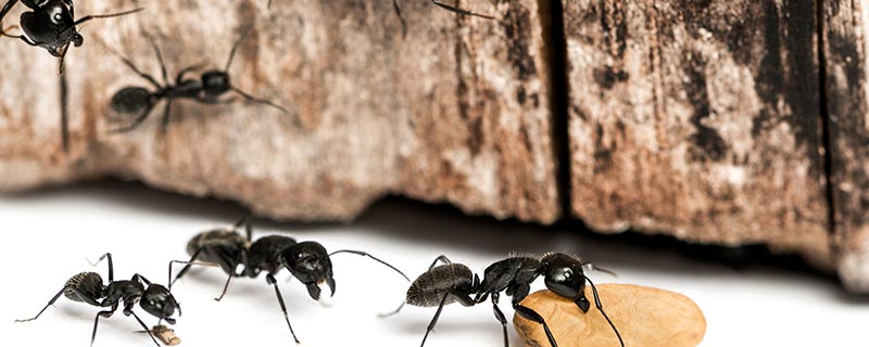 一般蚂蚁能变成蚁后吗 蚂蚁变成蚁后全过程