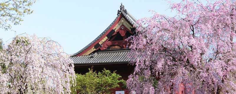 东京上野公园要门票吗