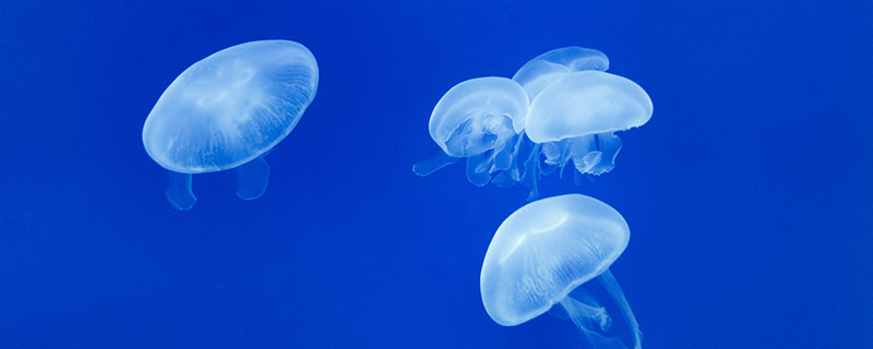 海底动物是怎样匍匐的 海底匍匐最慢的动物是什么