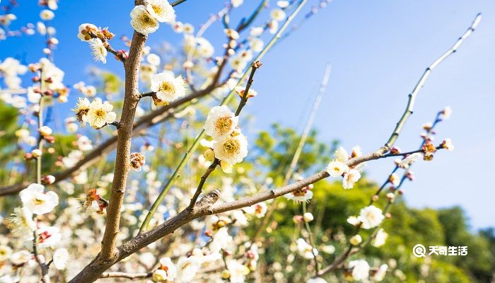 鸡西市春季赏花去哪里