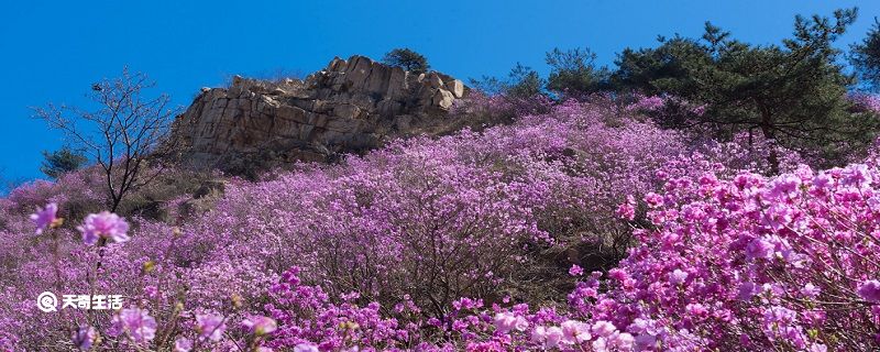 ​白城市春季赏花去哪里 推荐白城春季赏花好去处