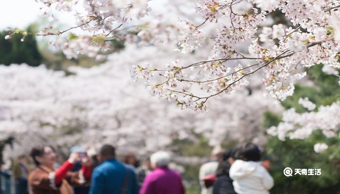 阳泉市春季赏花去哪里