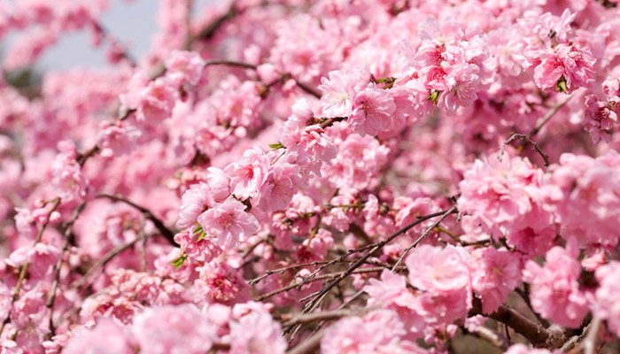 常州市春季赏花去哪里