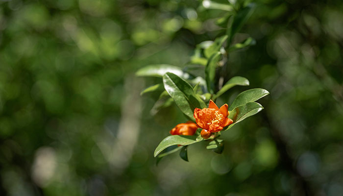 石榴花花语 石榴花花语是什么