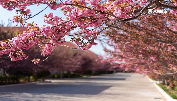 抚顺市春季赏花去哪里