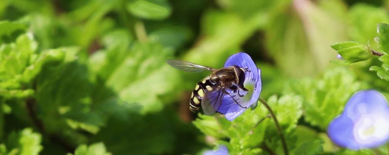 蜜蜂怎么知道哪里有花蜜可以采 怎么知道哪里有蜜蜂窝