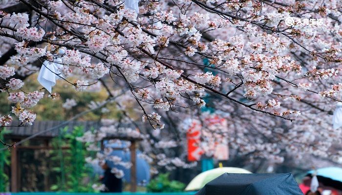 洛阳市春季赏花去哪里