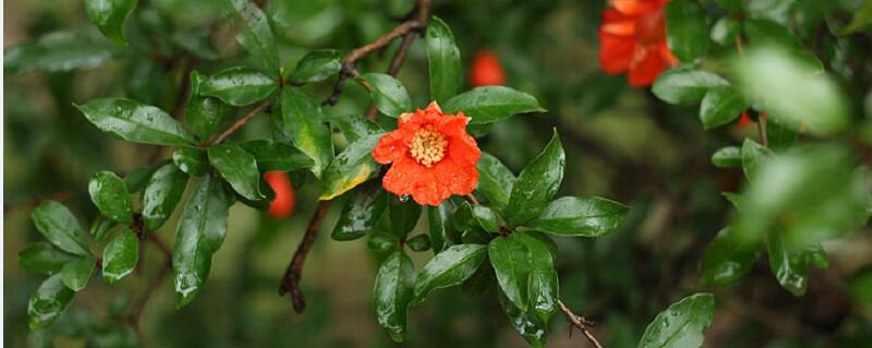 石榴花花语 石榴花花语是花花花语什么