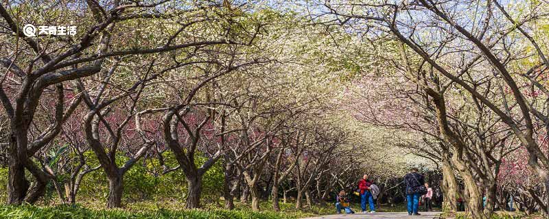 宝鸡市春季赏花去哪里 推荐宝鸡市春季赏花好去处