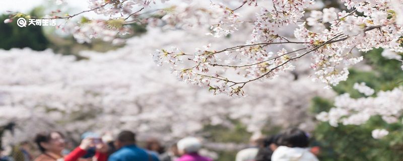 ​雅安市春季赏花去哪里 推荐雅安春季赏花好去处