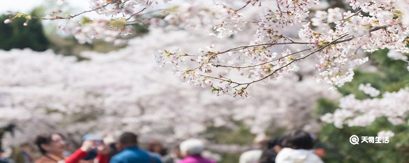 九江市春季赏花去哪里