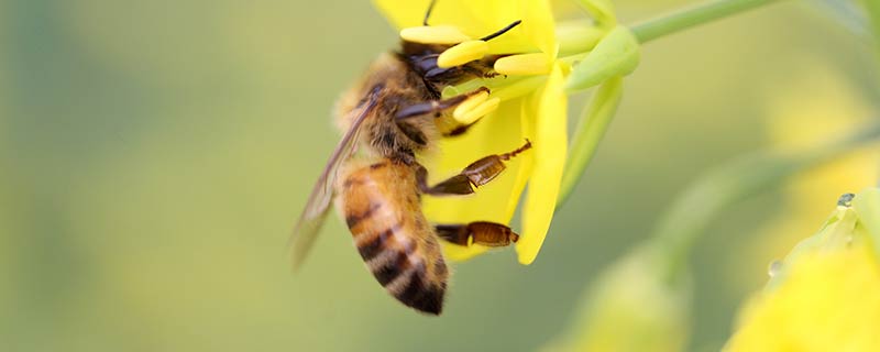 蜜蜂怎样区分气味 蜜蜂区分气味的办法