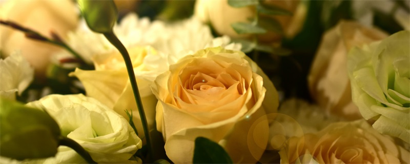 黄玫瑰的花语是什么 黄玫瑰的花语