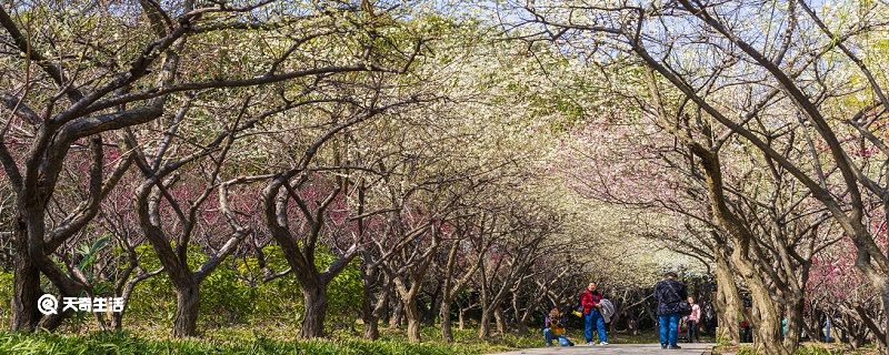 ​四平市春季赏花去哪里 推荐四平市春季赏花好去处