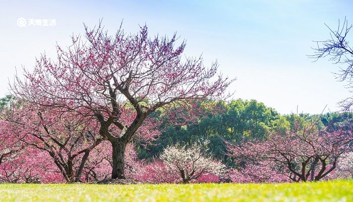 嘉兴市春季赏花去哪里