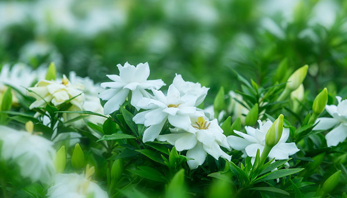 栀子花开完花怎么修剪 栀子花花后怎么修剪