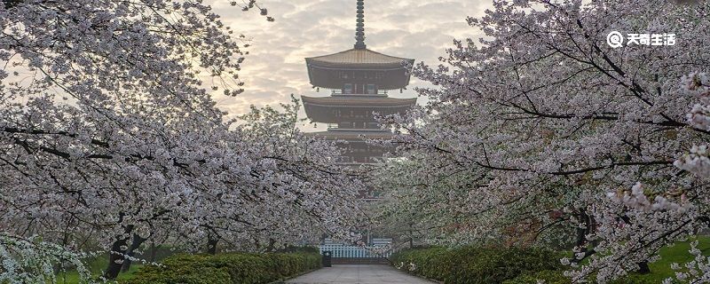 枣庄市春季赏花去哪里 推荐枣庄市春季赏花好去处