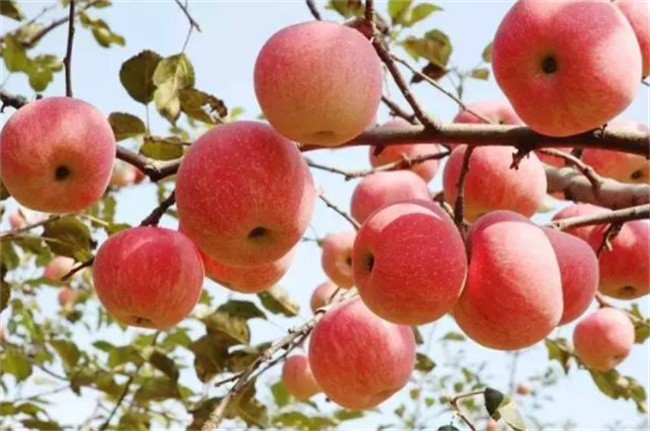苹果的养分代价有哪些？何如吃？ 苹果都有啥养分价格