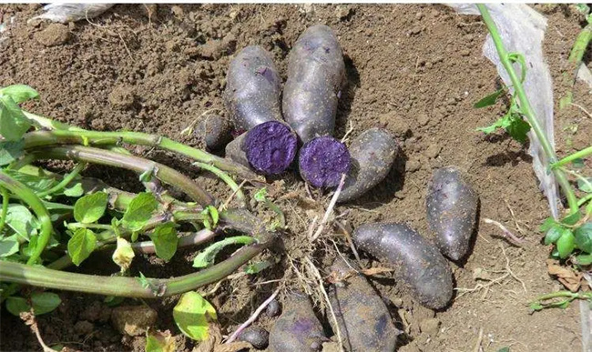 紫土豆是不是转基因 紫土豆是转基因的吗