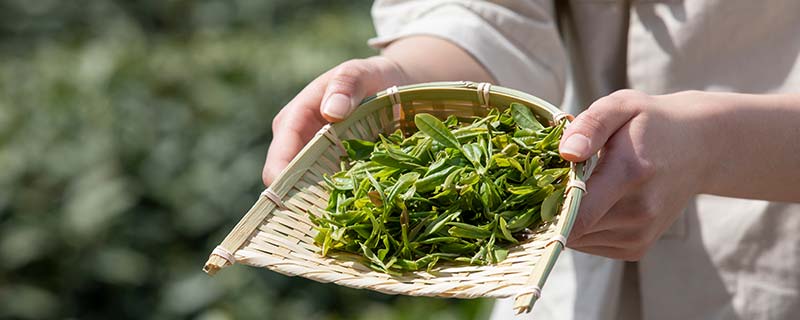 《表壳里的葵花》在线观看