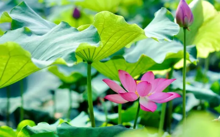 强势复苏！申花因何而蜕变？有一点本质必须称赞