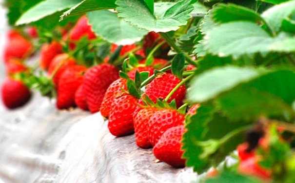 草莓中的热量高不高？草莓吃多了会变胖吗？(1)