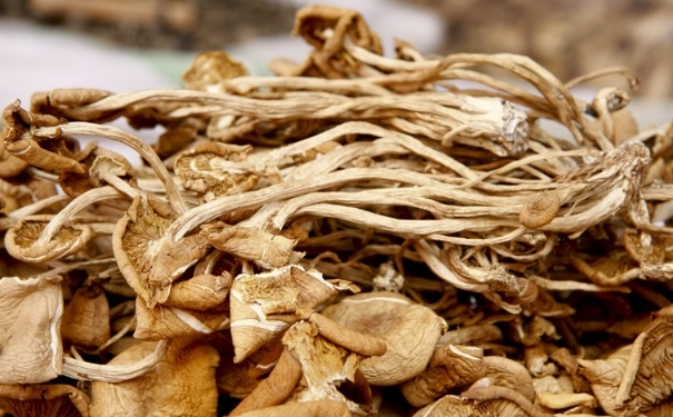 茶树菇的营养价值是什么？茶树菇的美味吃法有哪些？(1)