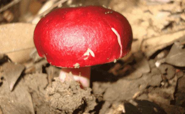 红菇有什么营养价值？红菇有哪些功效？(1)