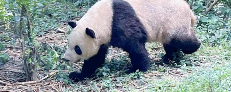 花花在哪个熊猫基地哪个馆 熊猫和花在熊猫基地哪个馆