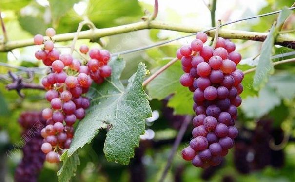葡萄有什么营养价值？葡萄有哪些功效？(1)