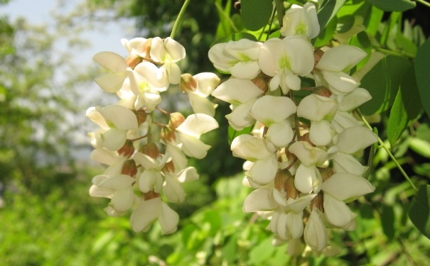 槐花有什么营养价值？槐花的食用方法