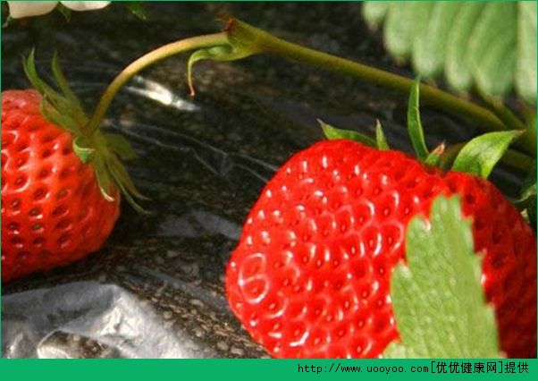 草莓怎么洗才干净？清洗草莓的方法介绍(5)