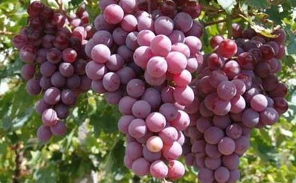 葡萄有哪些药用的价值？葡萄的药用价值有哪些？(1)