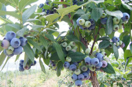 蓝莓植株