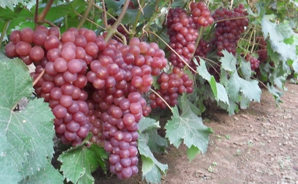 葡萄常见品种有哪些？葡萄的品种特点是怎样？(1)