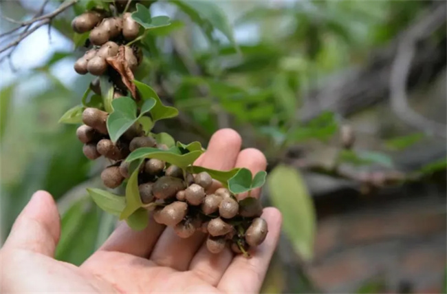 ​​山药豆是从山药上摘下来的吗