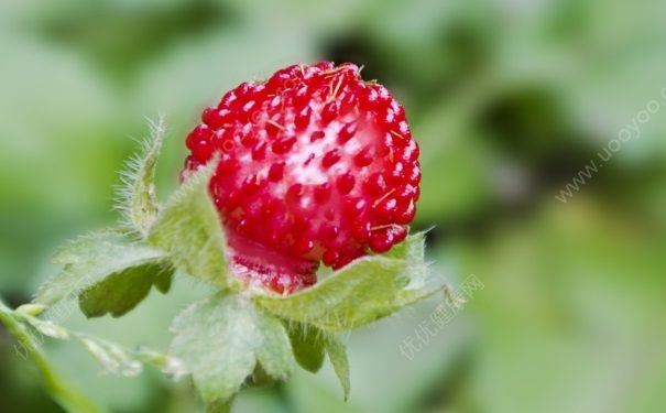 蛇莓和野草莓一样吗？蛇莓和野草莓有什么区别？(1)